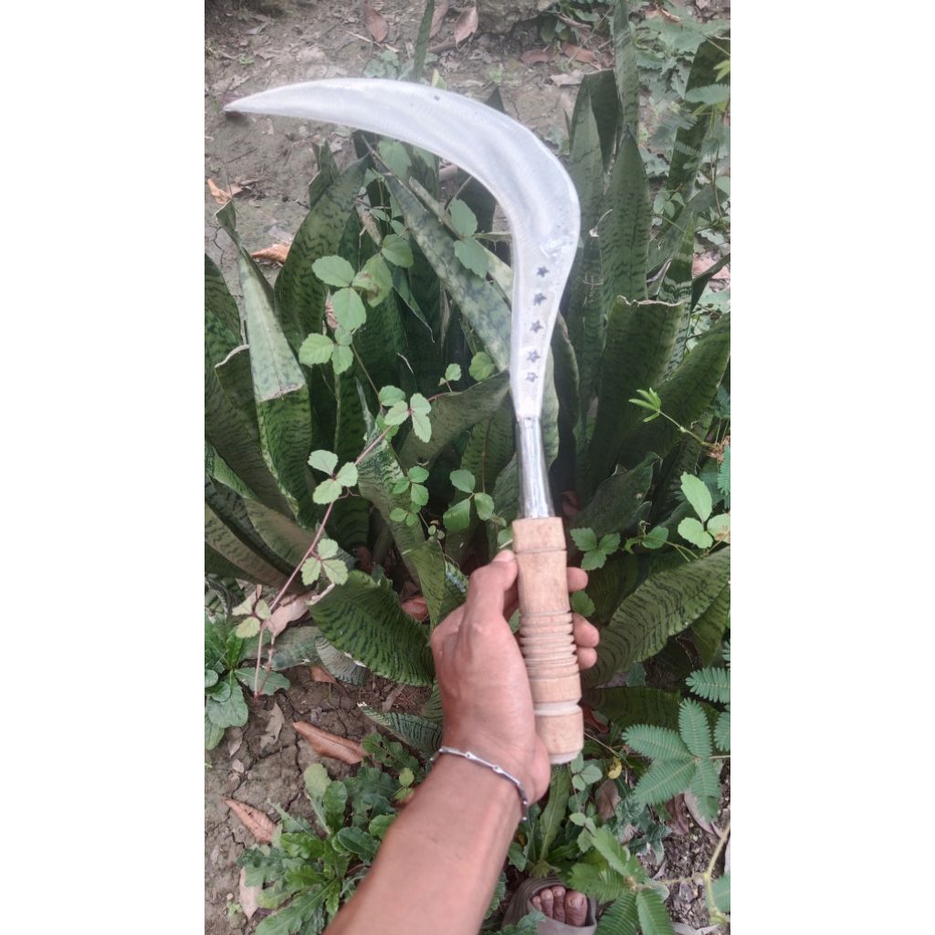sabit ranting rumput asli baja pir 100persen