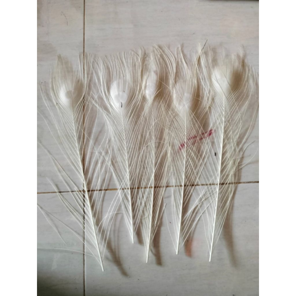 bulu replika/bulu merak sintetis/bulu merak putih