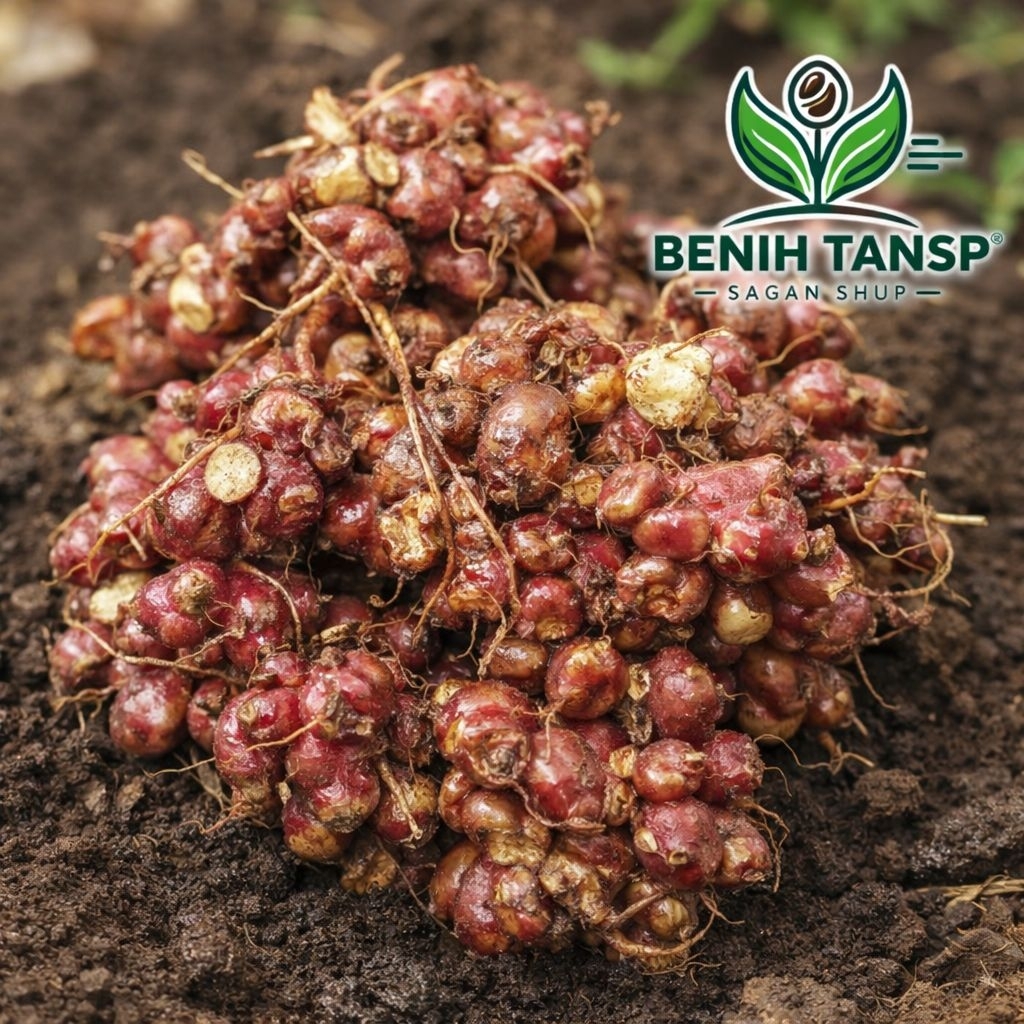 ¹kg Bibit Umbi Yakon Wonosobo, kualitas Super Unggul siap tanam mudah tumbuh-Bibit yakon/Rimpang