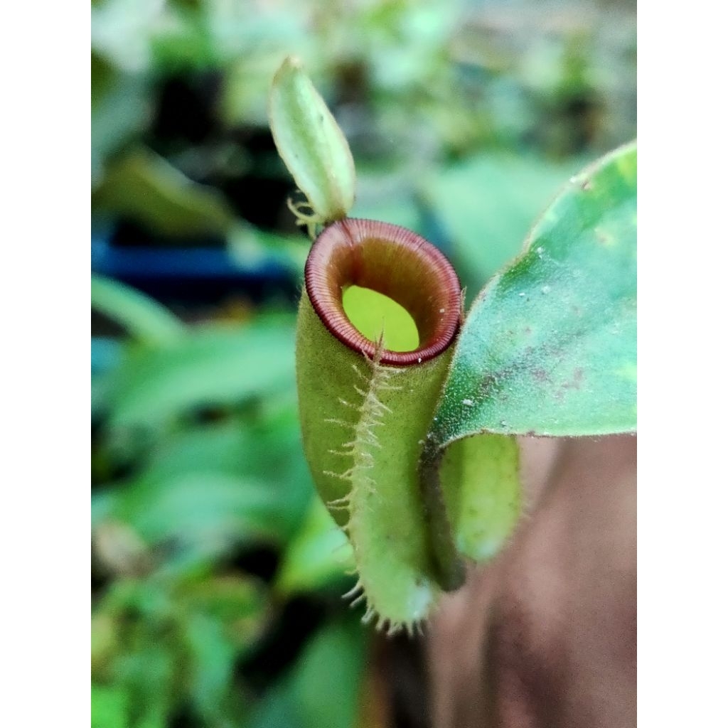 Nepenthes Ampullaria Red Lips