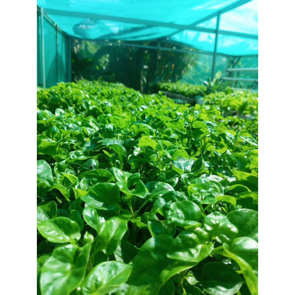 Sayur hidroponik bayam brazil