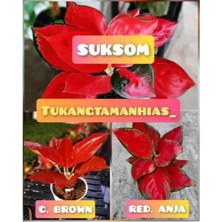 PAKET 3 BONGGOL AGLONEMA SUKSOM JAIPONG,CHARLIE BROWN,RED ANJAMANI
