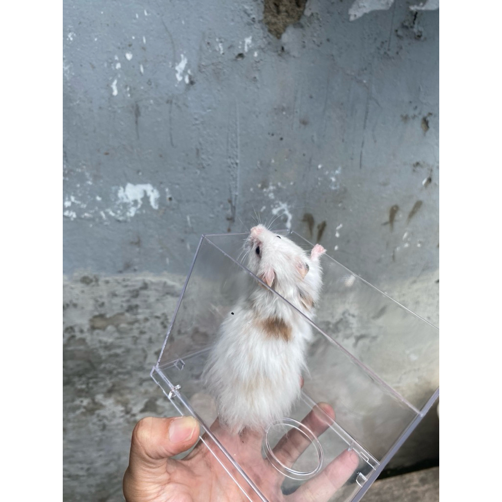 Hamster syrian fujiyama gold jantan