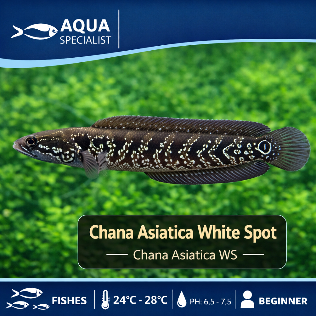 Jual ikan Chana Bibit Channa Asiatica 6-7 cm - Mental Flaring Mutiara Galak Grade A Gabus Snakehead
