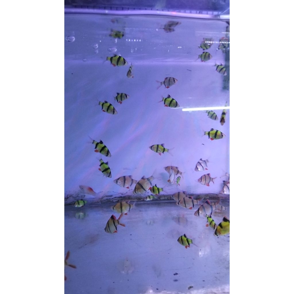 Ikan Glowfish Tetra Warna-Warni dengan Warna Menyala, Ideal untuk Akuarium Komunitas