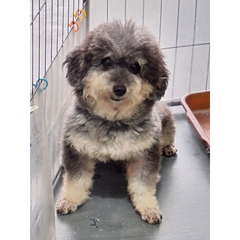 anjing toy poodle pendek stb vaksin