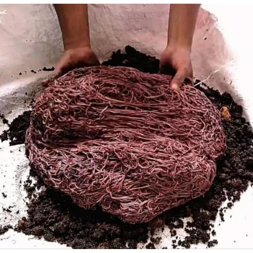 Cacing Tanah ANC Merah 250 Gram - Umpan Pancing, Pakan Ikan, dan Burung