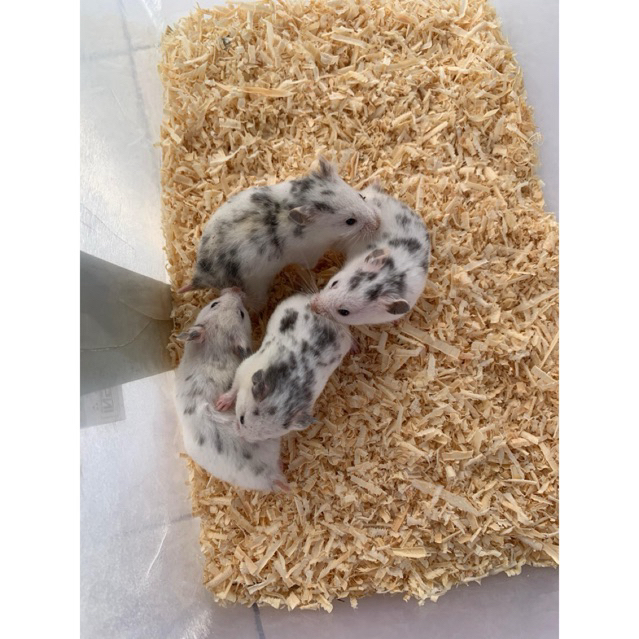 Hamster Fujiyama Sehat & Lucu