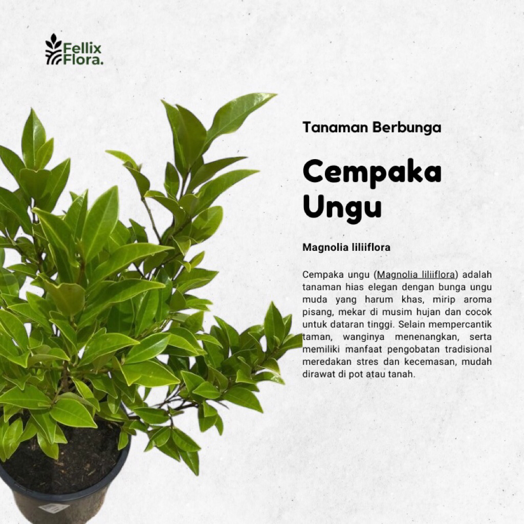 Tanaman Hias Bunga Cempaka Mulya Ungu / Cempoko Mulyo