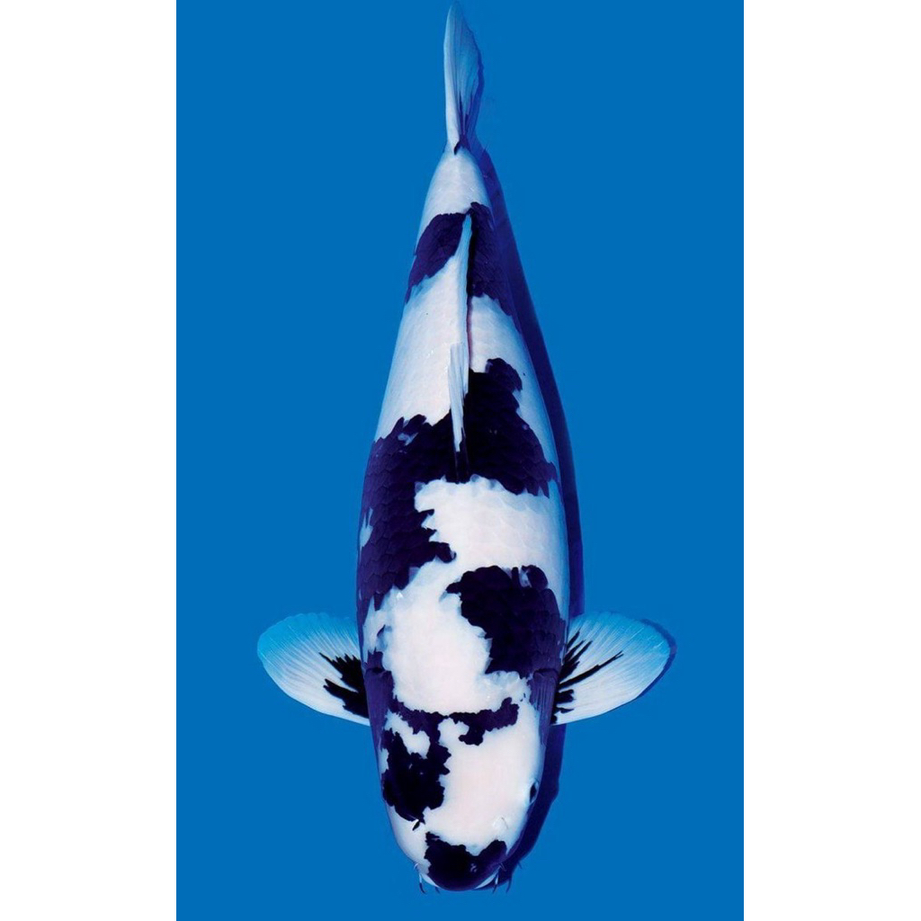 Koi Shiro 20cm Berkualitas tinggi