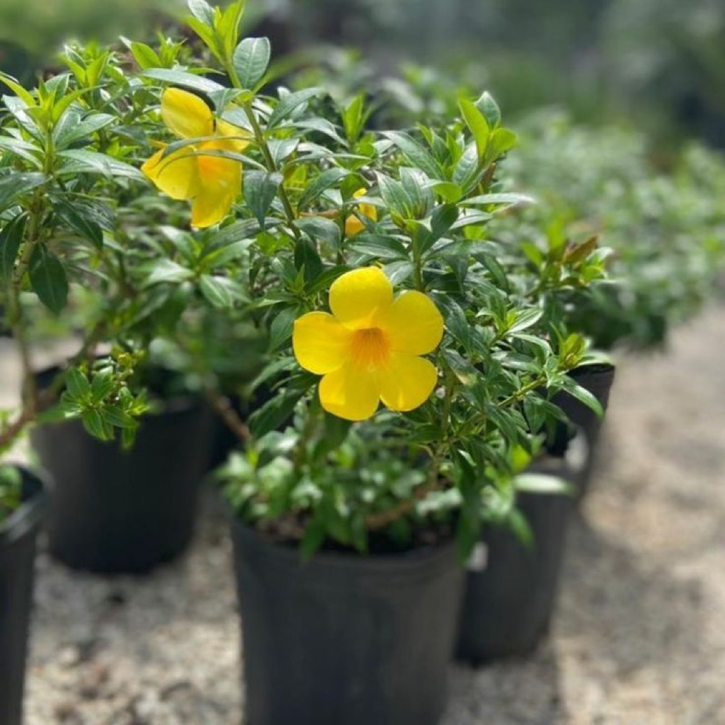 Tanaman bunga alamanda kuning / pohon alamanda bunga kuning