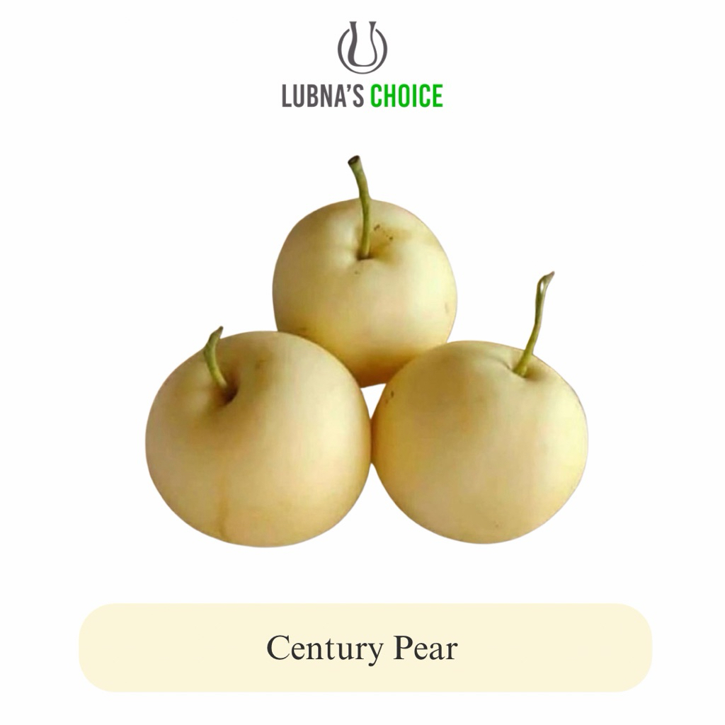 Buah Pir Century
