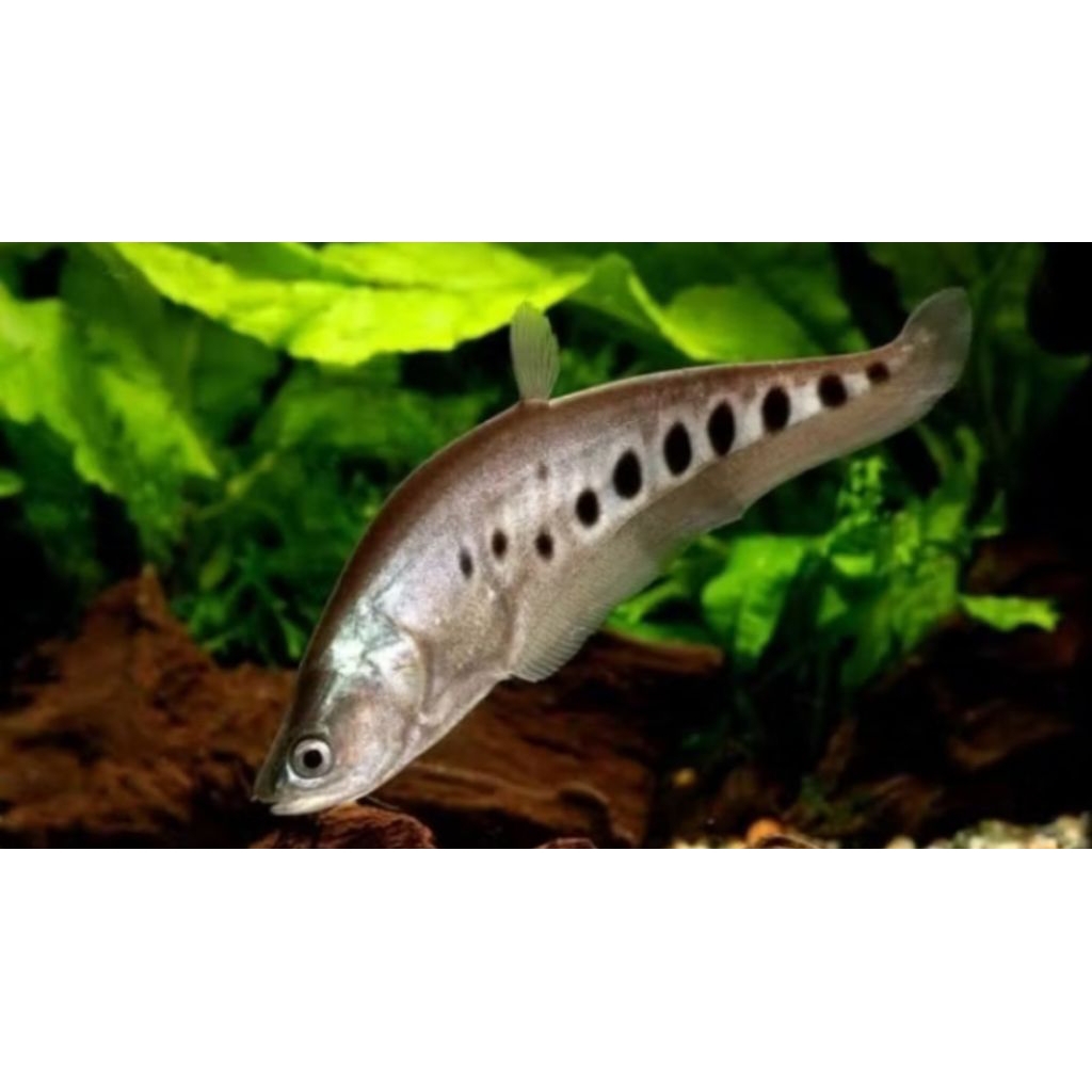 HIASAN AQUARIUM BELIDA BANGKOK