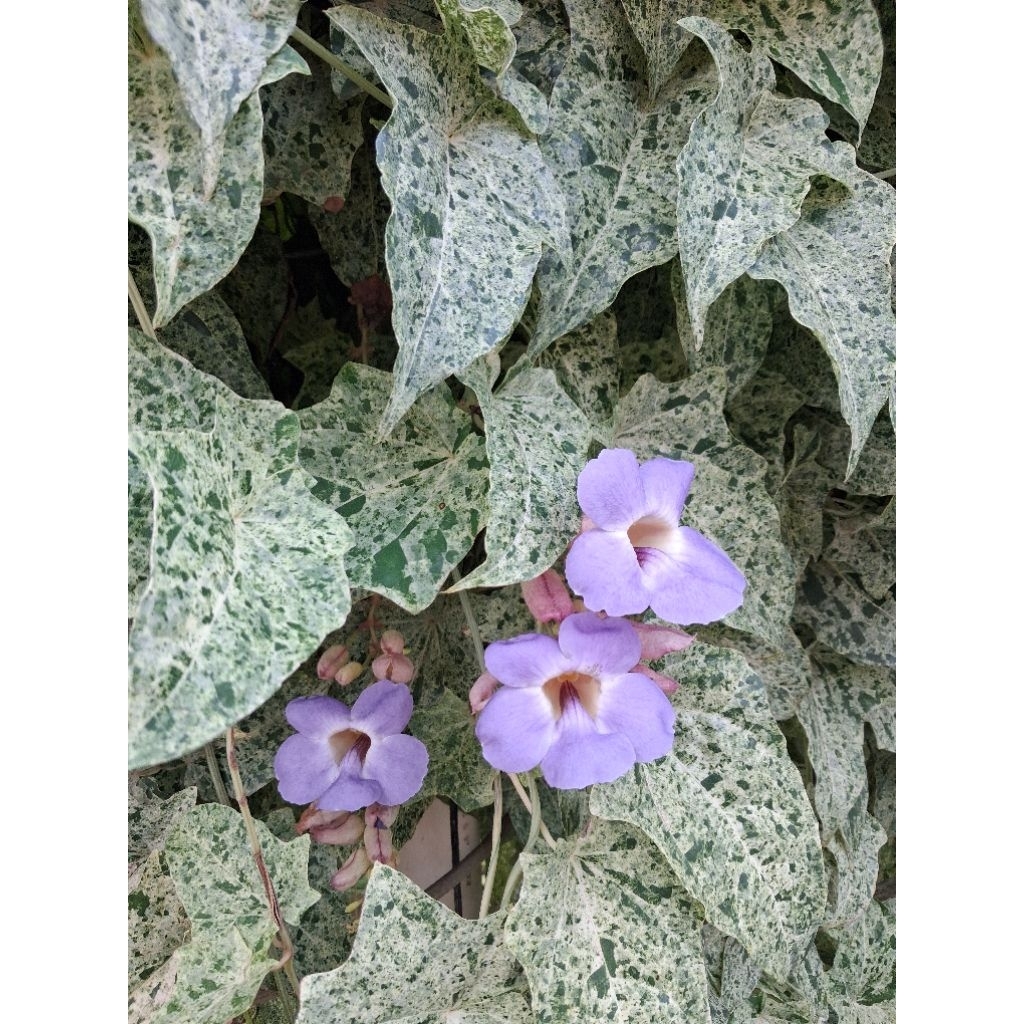 Thunbergia grandifolia variegata