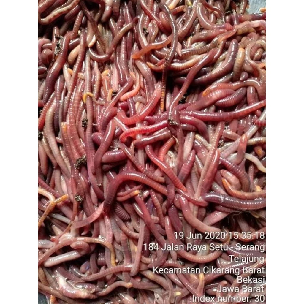 FA 100 GRAM CACING KOSMETIK | CACING LUMBRIKUS TIGER & CACING LUMBRIKUS KOSMETIK CACING LUMBRIKUS SP