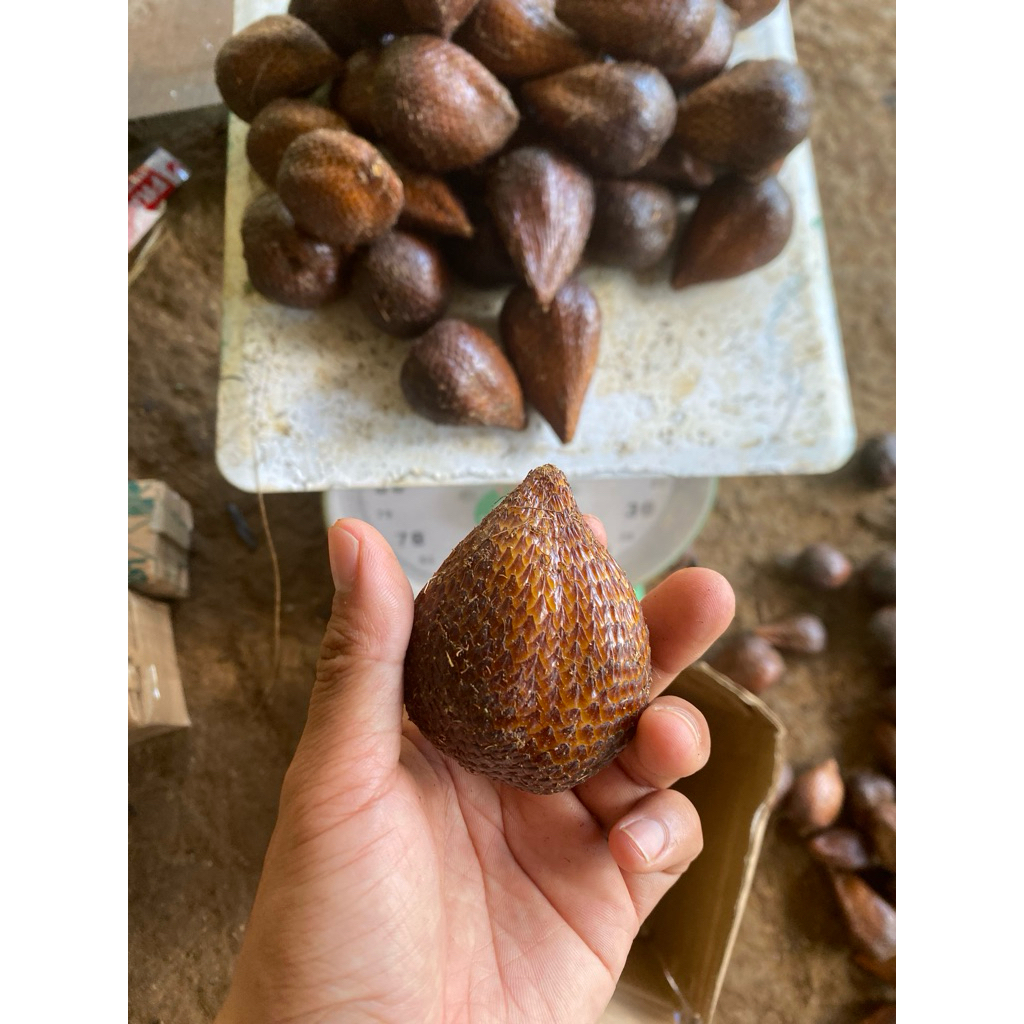 Salak Pondoh Banjarnegara