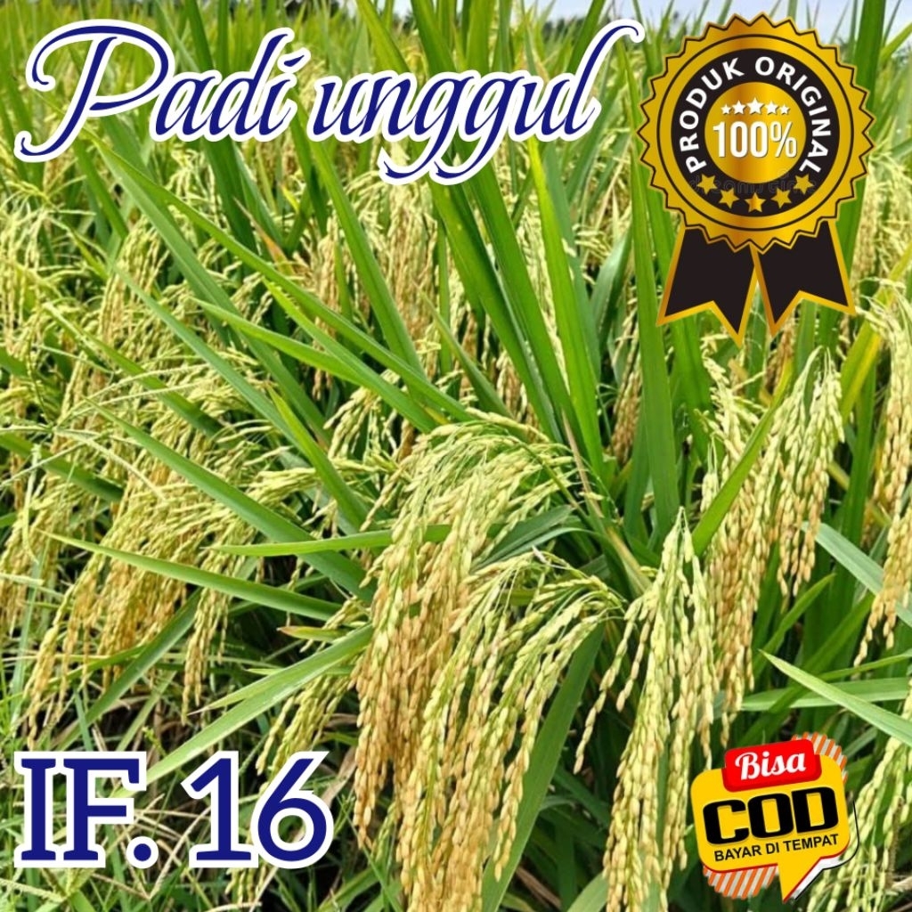 Bibit Benih Padi IF 16 Berkualitas Unggul Super Premium Rendemen Beras Tinggi Kemasan 5kg