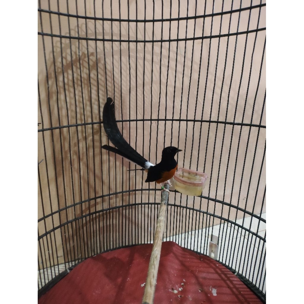 Murai Batu / Murai Jantan dewasa