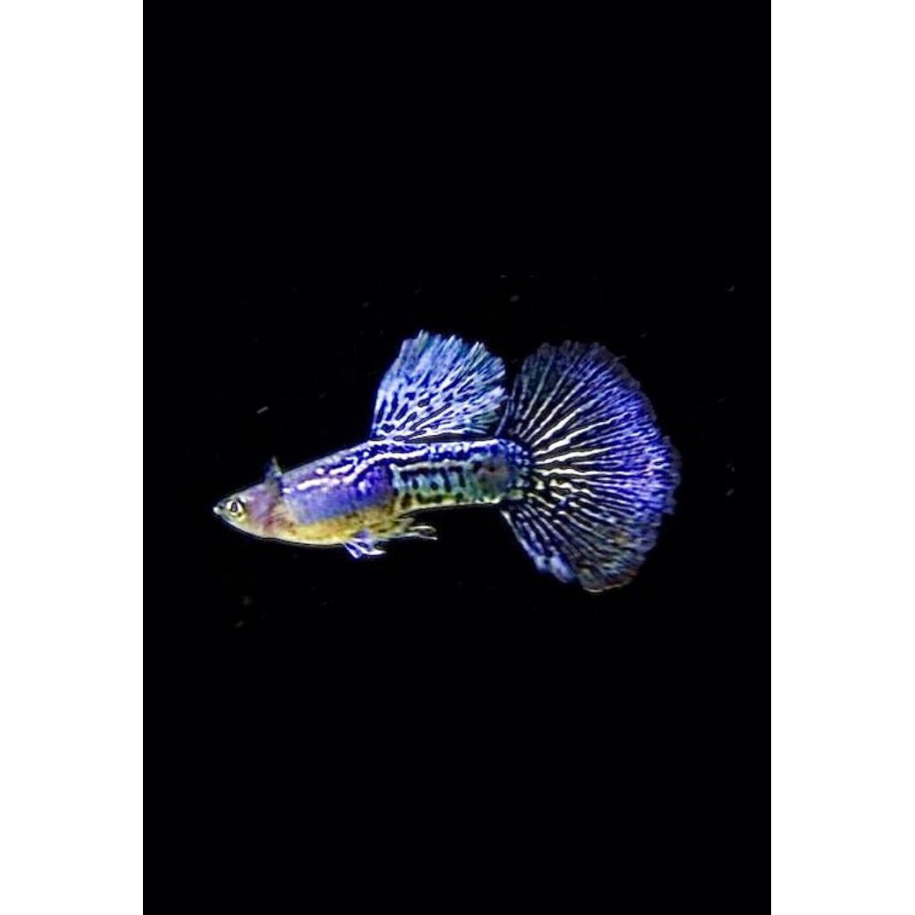 Hiasan Aquarium guppy purple dragon Dumbo ear
