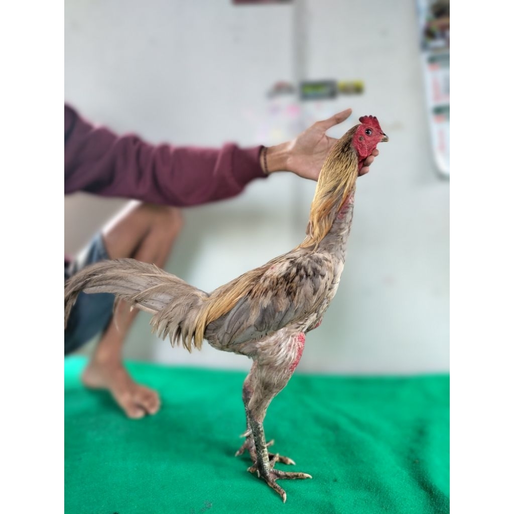 TELUR_impor_PAMA_IQ_BERKUALITAS