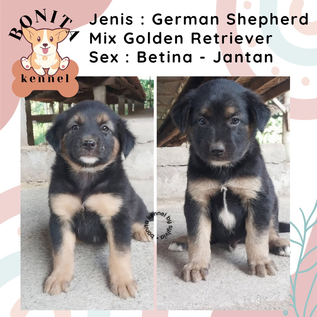 German Sherperd Mix Golden Retriever Anak Anjing Herder Golden Jantan Betina