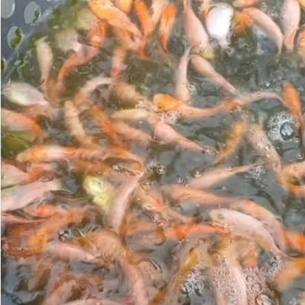nila mujair merah UK ngorek gas isi 30