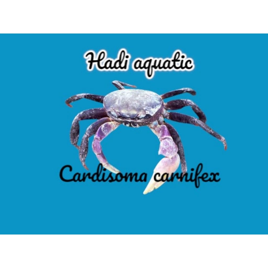 hiasan kepiting Cardisoma Carnifex