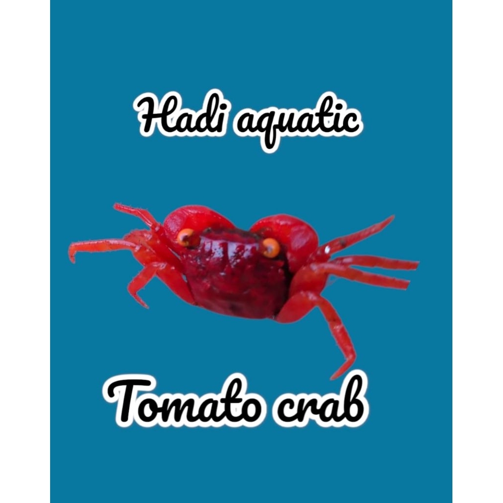 hiasan mini crab Tomato ( vampire )