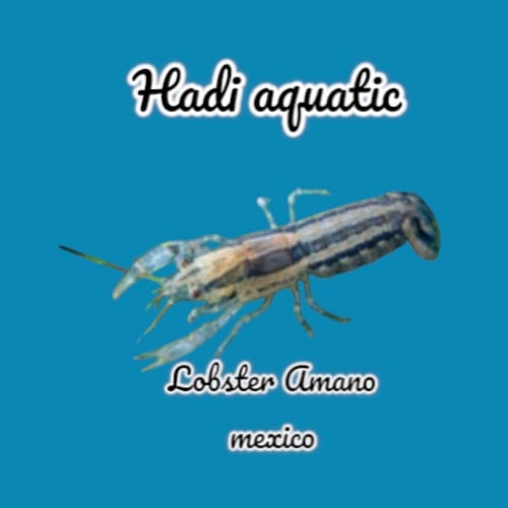 hiasan mini Lobster black mexico