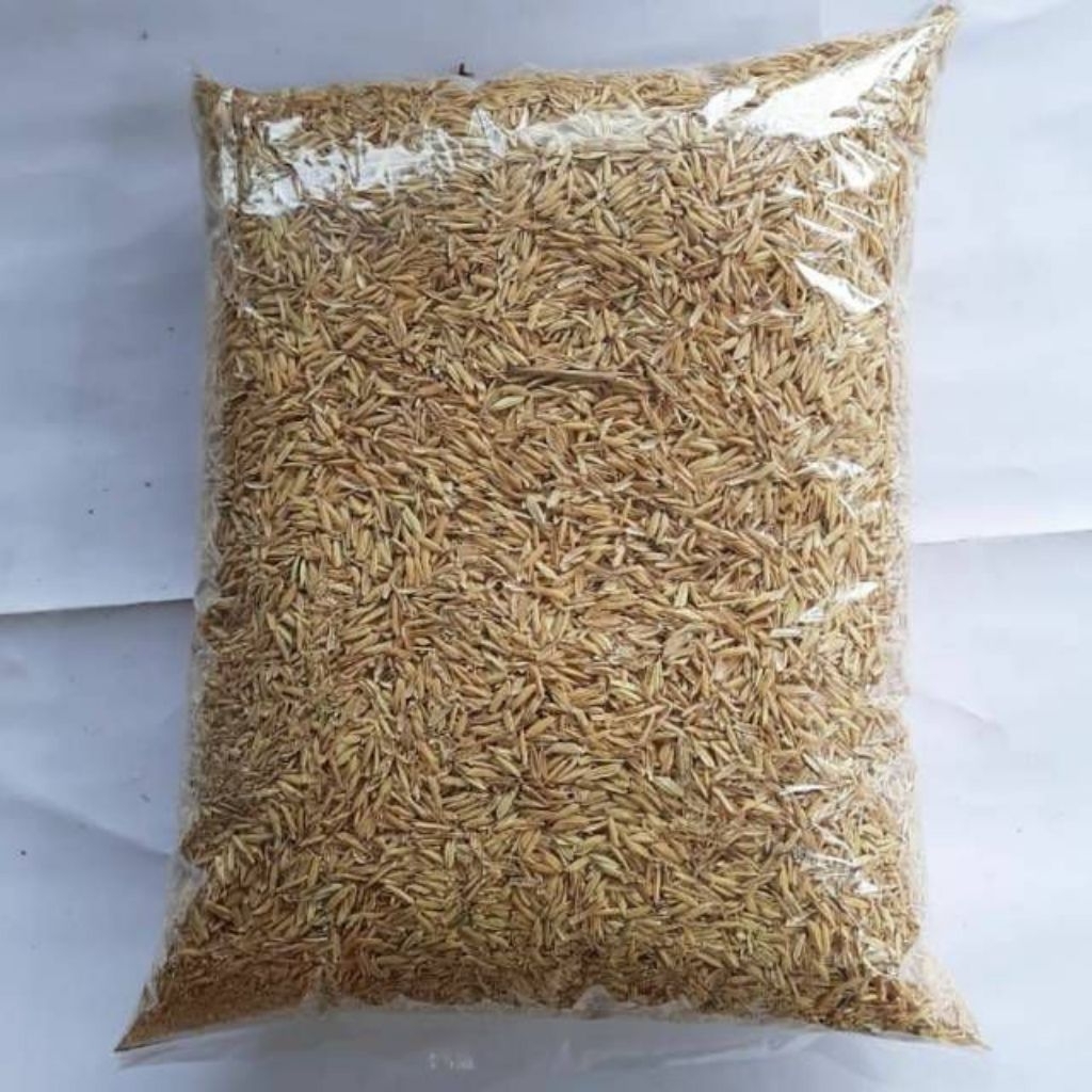 1 KG SEKAM PADI MERANG PADI MEDIA TANAM ALAMI