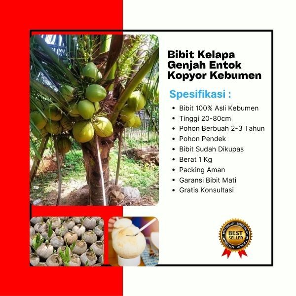 PROMO  Benih Kelapa Genjah Entok Kopyor Genjah Di Kupas, Benih Kelapa Genjah Entok Kopyor Hibrida Di