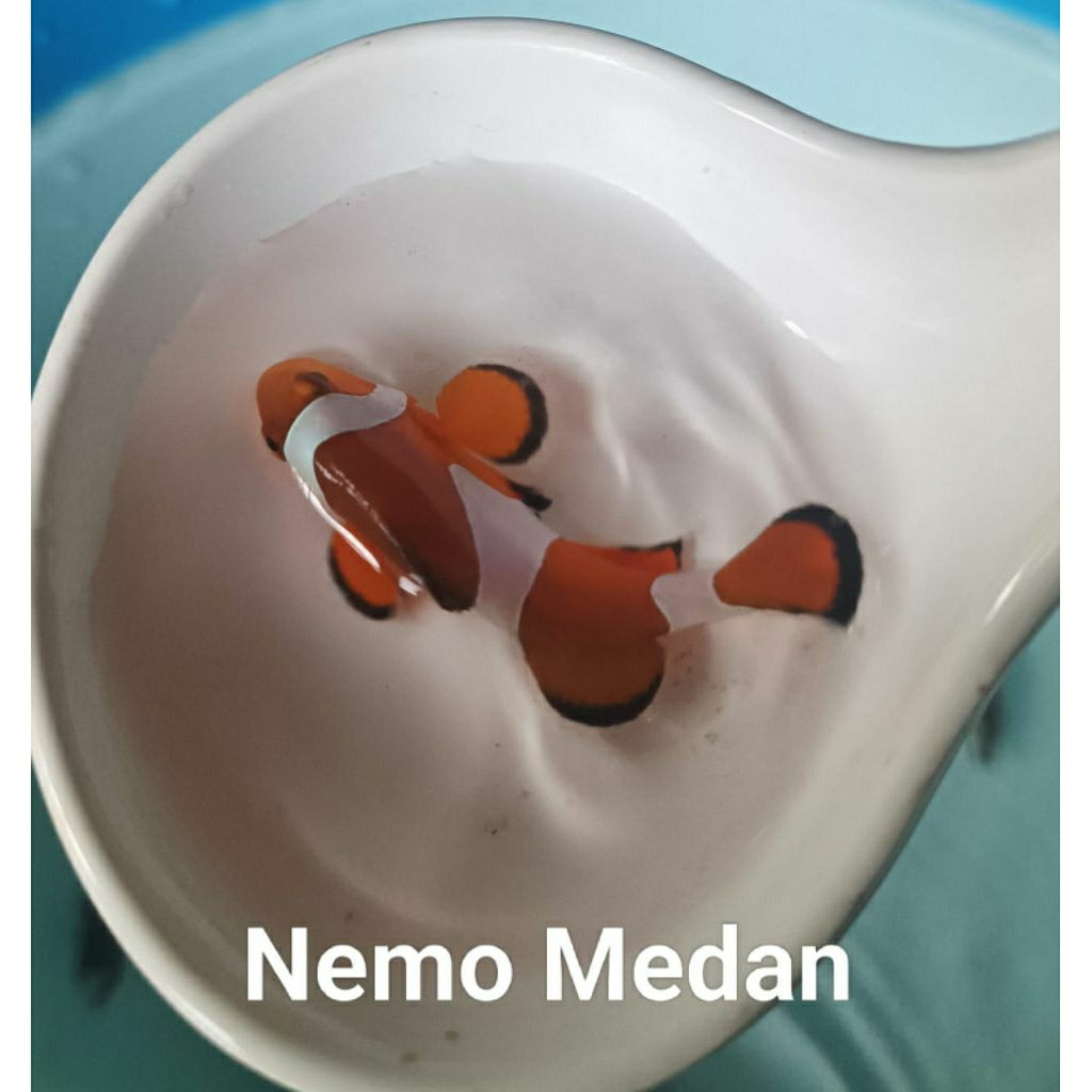 Nemo air tawar+