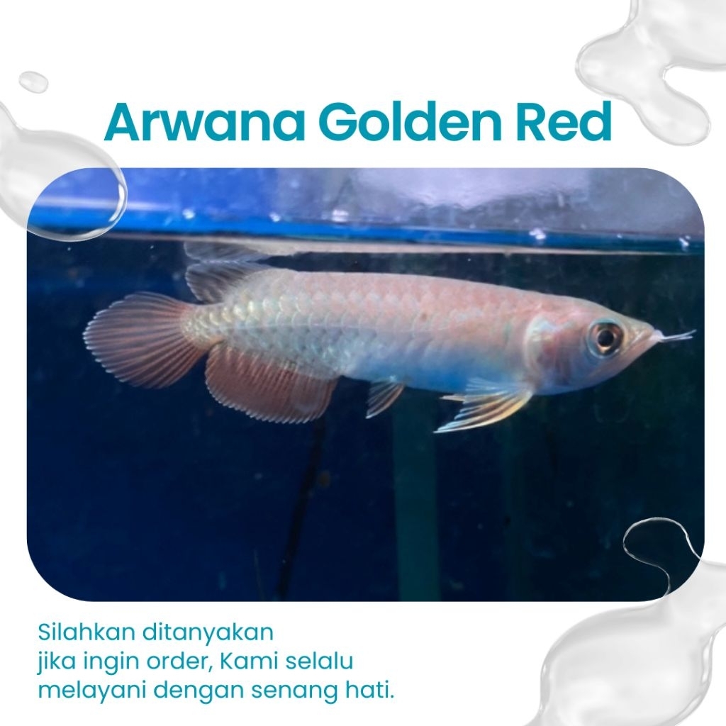 Ready Arwana Golden Red sepasang size 15-20 CM ( Aksesoris Aquarium )