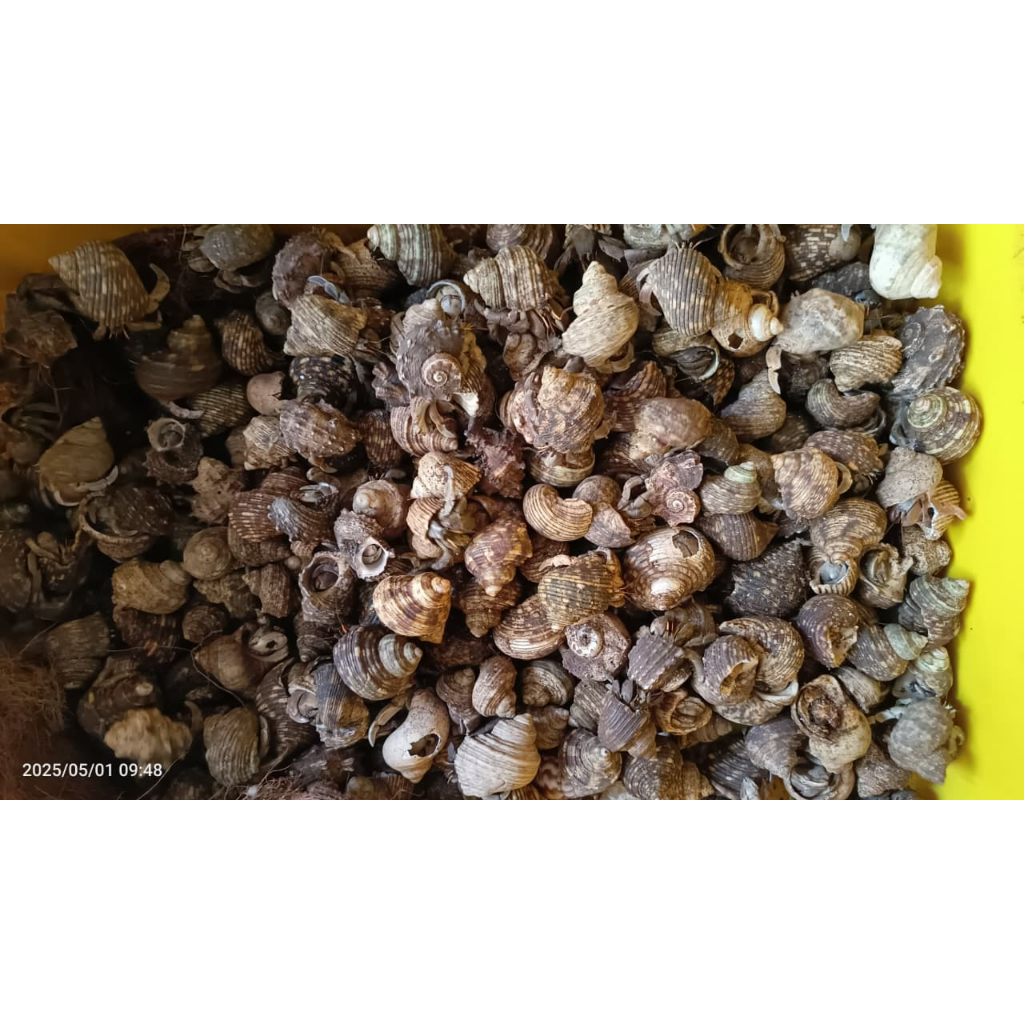 KEONG DARAT BERAT 500GRAM