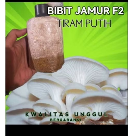 bibit jamur tiram putih f2 media serbuk graji,jagung,bekatul