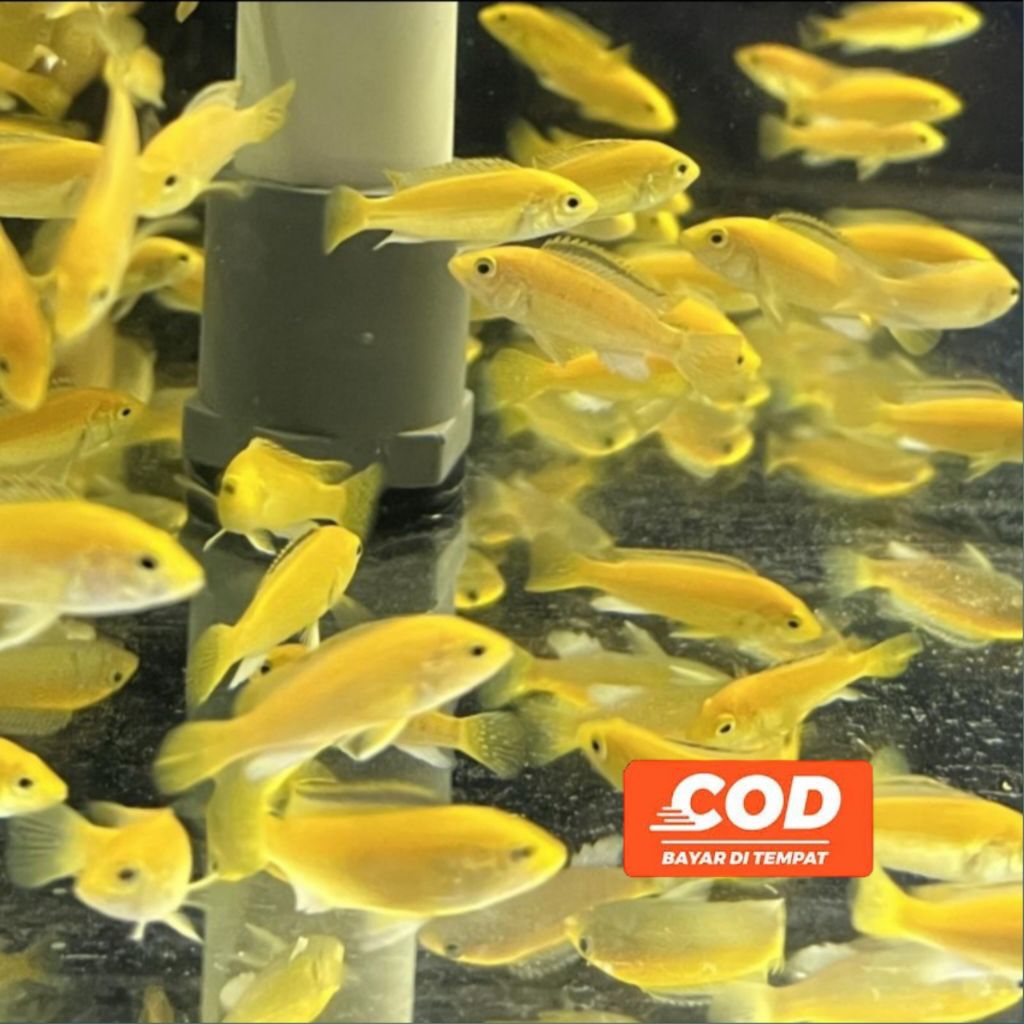 Cichlid Lemon Ikan Hias Tangguh Lemon Cichlid Ikan Omnivora Hiasan Akuarium