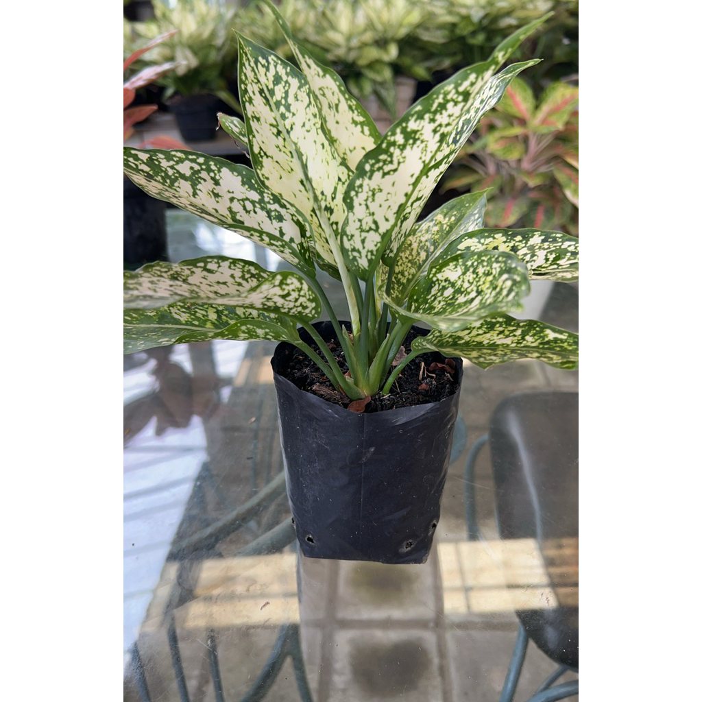 AGLAONEMA SNOW WHITE