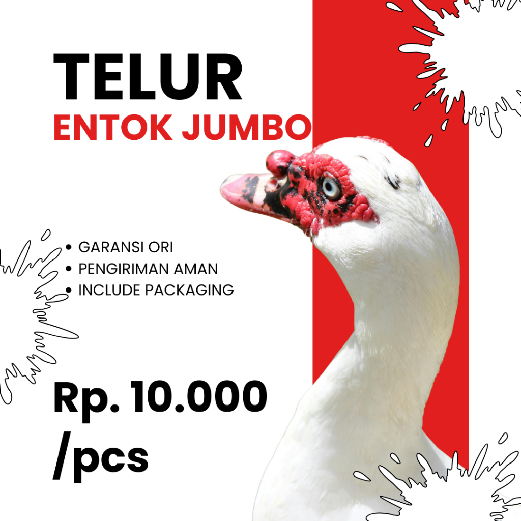 Telur Fertil ENTOK JUMBO ORIGINAL Siap Tetas ASLI Dari Peternakan Yang Sehat