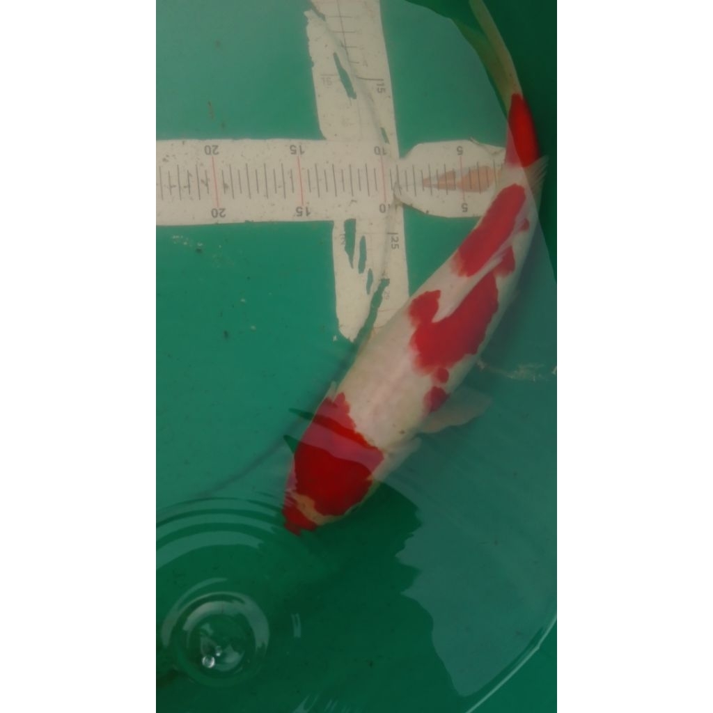 Ikan koi jenis Kohaku 40cm warna merah pola original