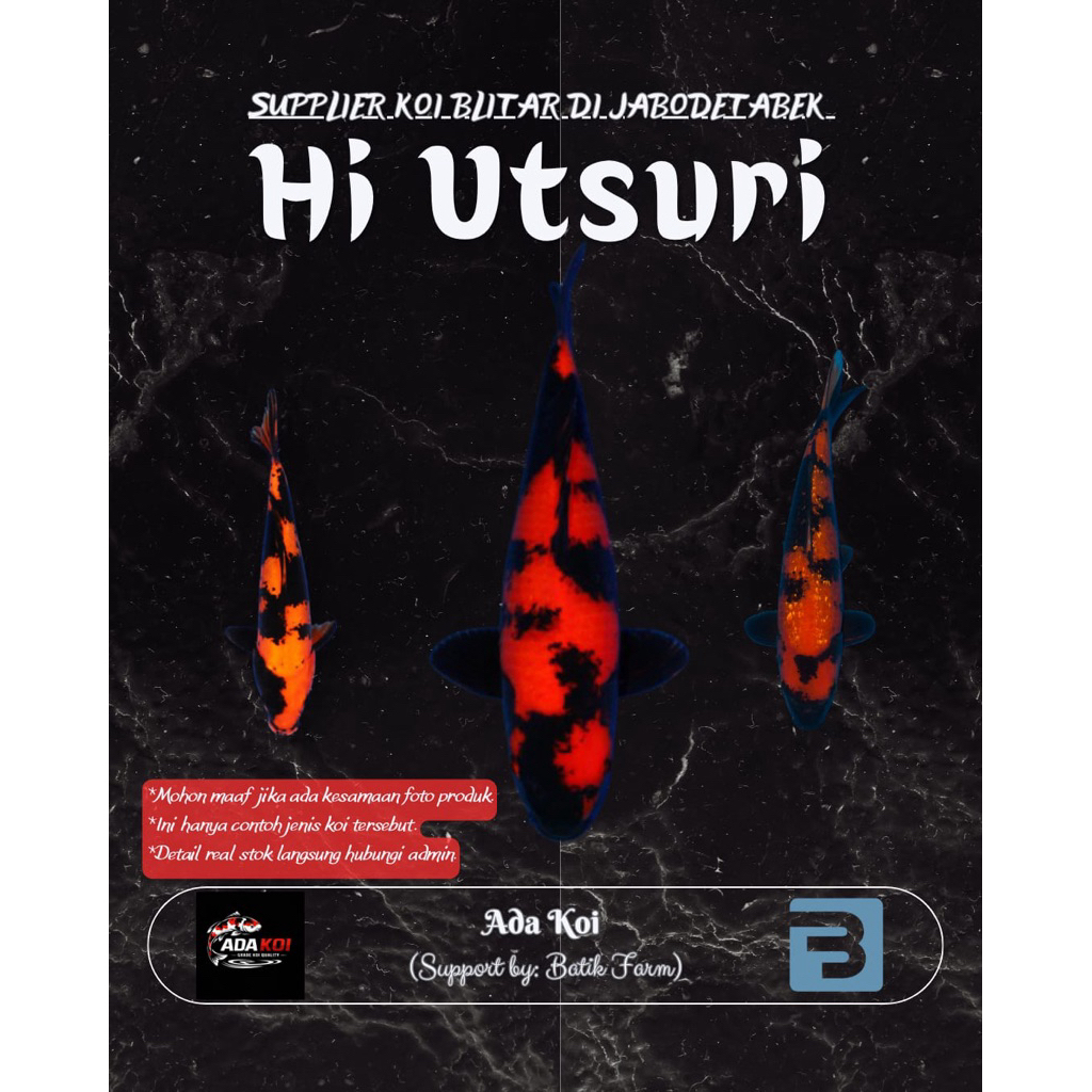 Ikan Koi Hi Utsuri 21-30 cm - Hi Utsuri - Koi Blitar - Grade A dan HQ - Ikan Koi