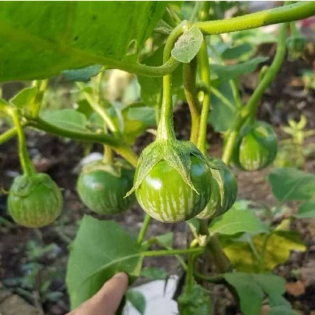 Pohon Terong Hijau Sudah Berbuah-Terong Lalapan Terong Hijau