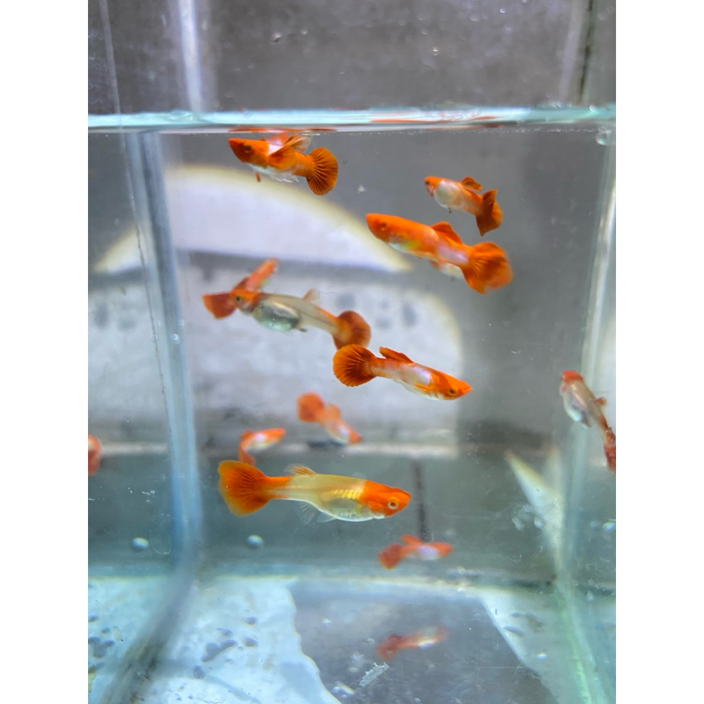 hiasan aquarium guppy Albino koi gen red ear / guppy albino koi gen red ear