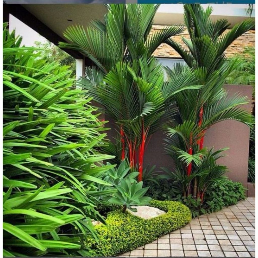 TANAMAN HIAS PALEM MERAH TINGGI 50-80CM