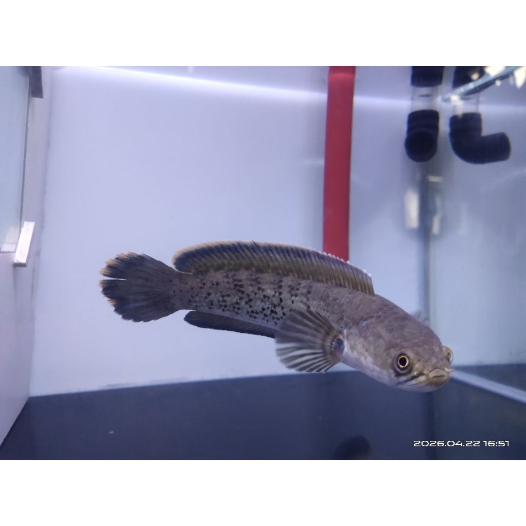 stewarti stewarti stewarti