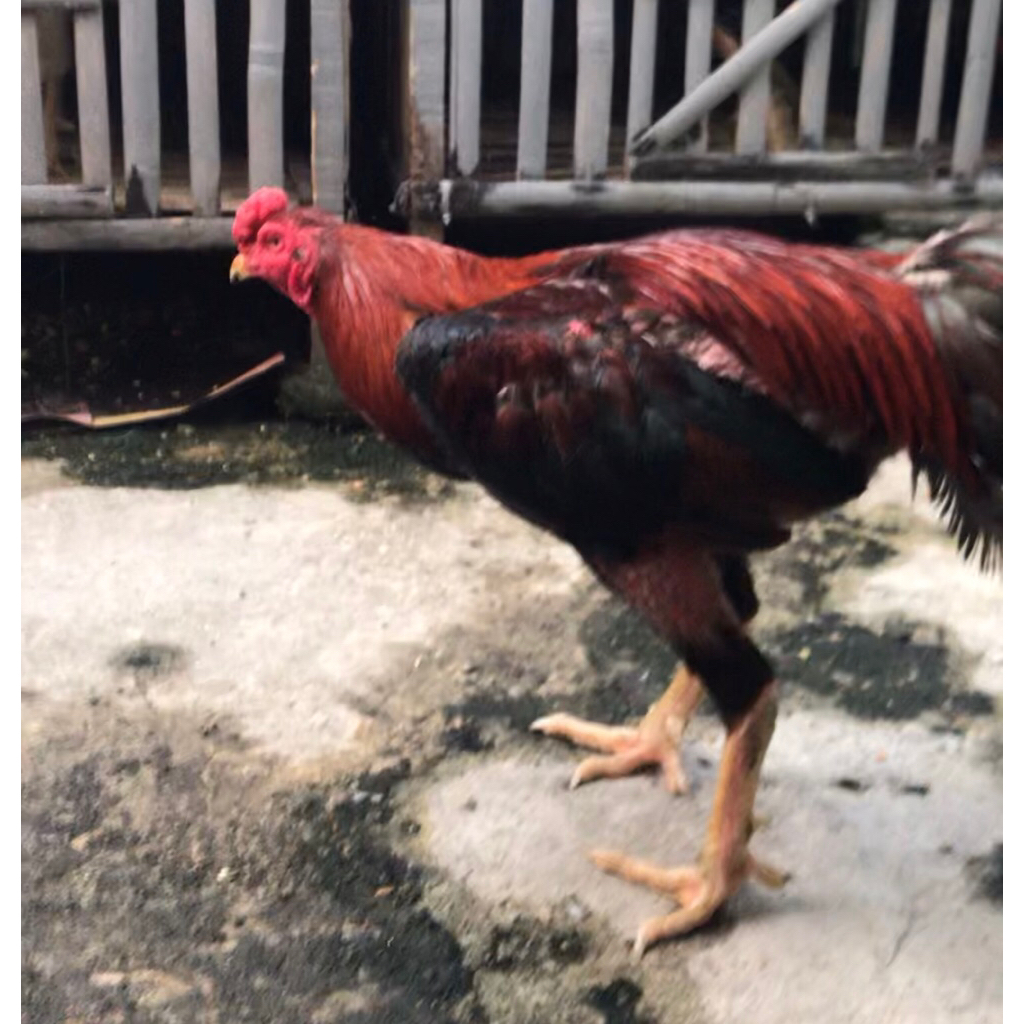 Ayam Bangkok Pakhoy