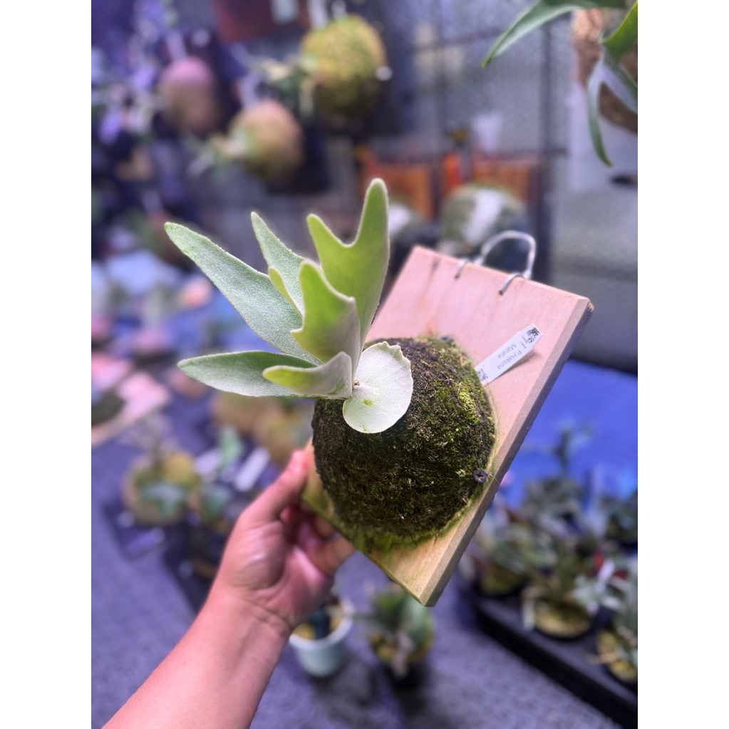 Platycerium Hakuna Matata From Taiwan