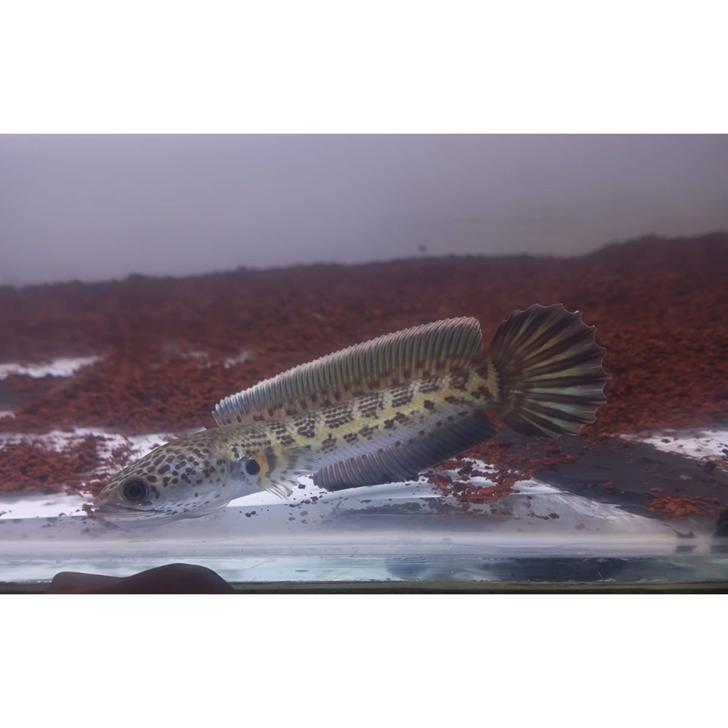 Box Aquarium (Ready Channa Auranti size 7-8cm hf)