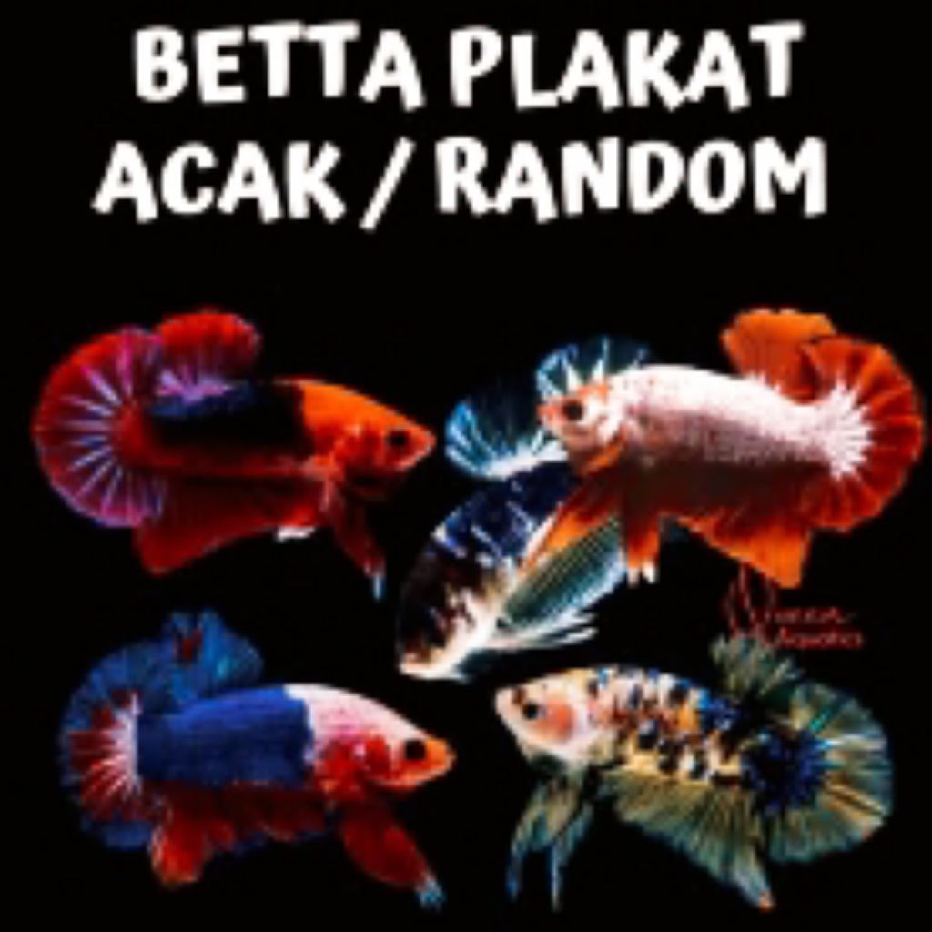 Ikan Cupang Plakat Aduan MDS Lokal Size M - Warna Acak, Sehat, Siap Adu