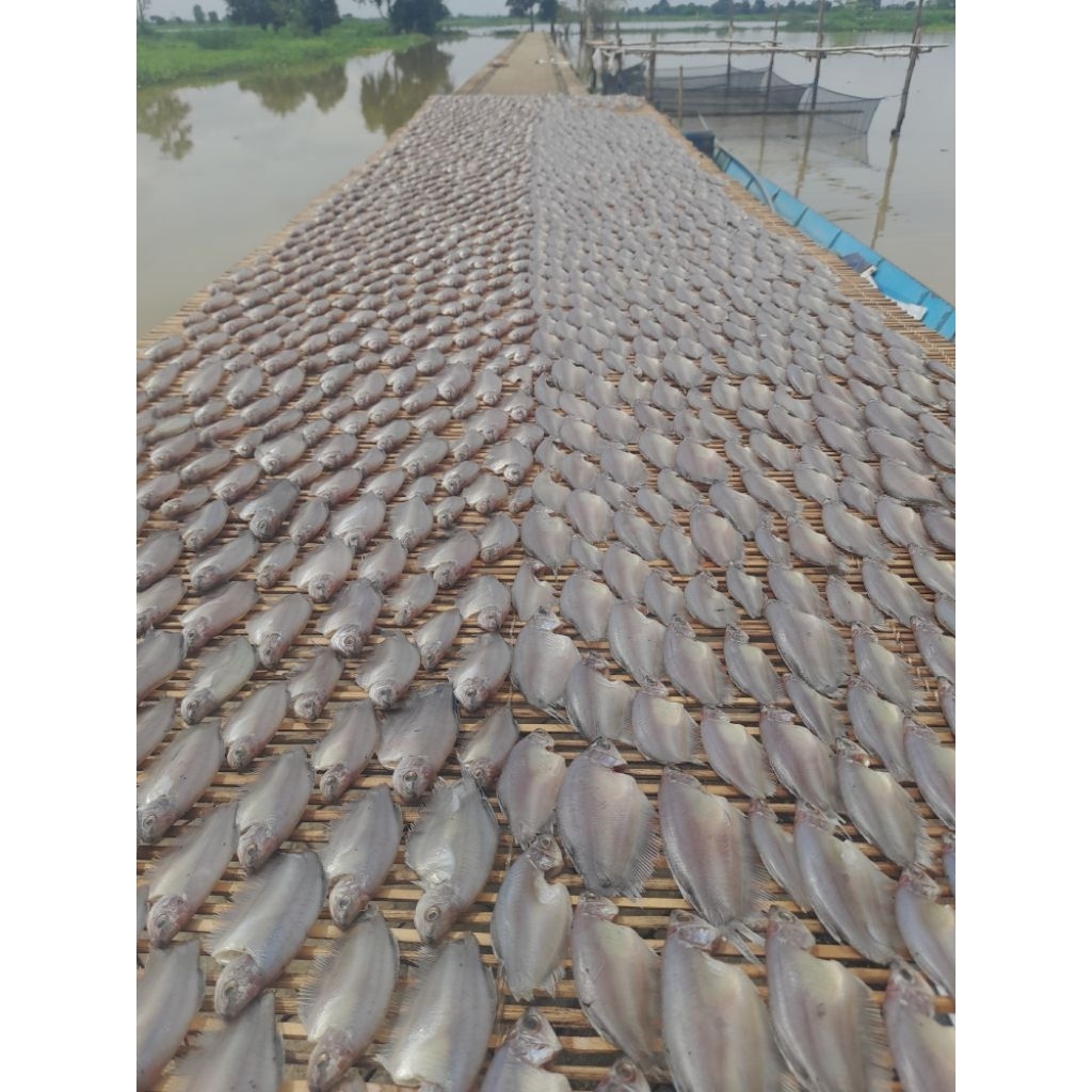 IKAN SEPAT KERING TAWAR/TIDAK ASIN