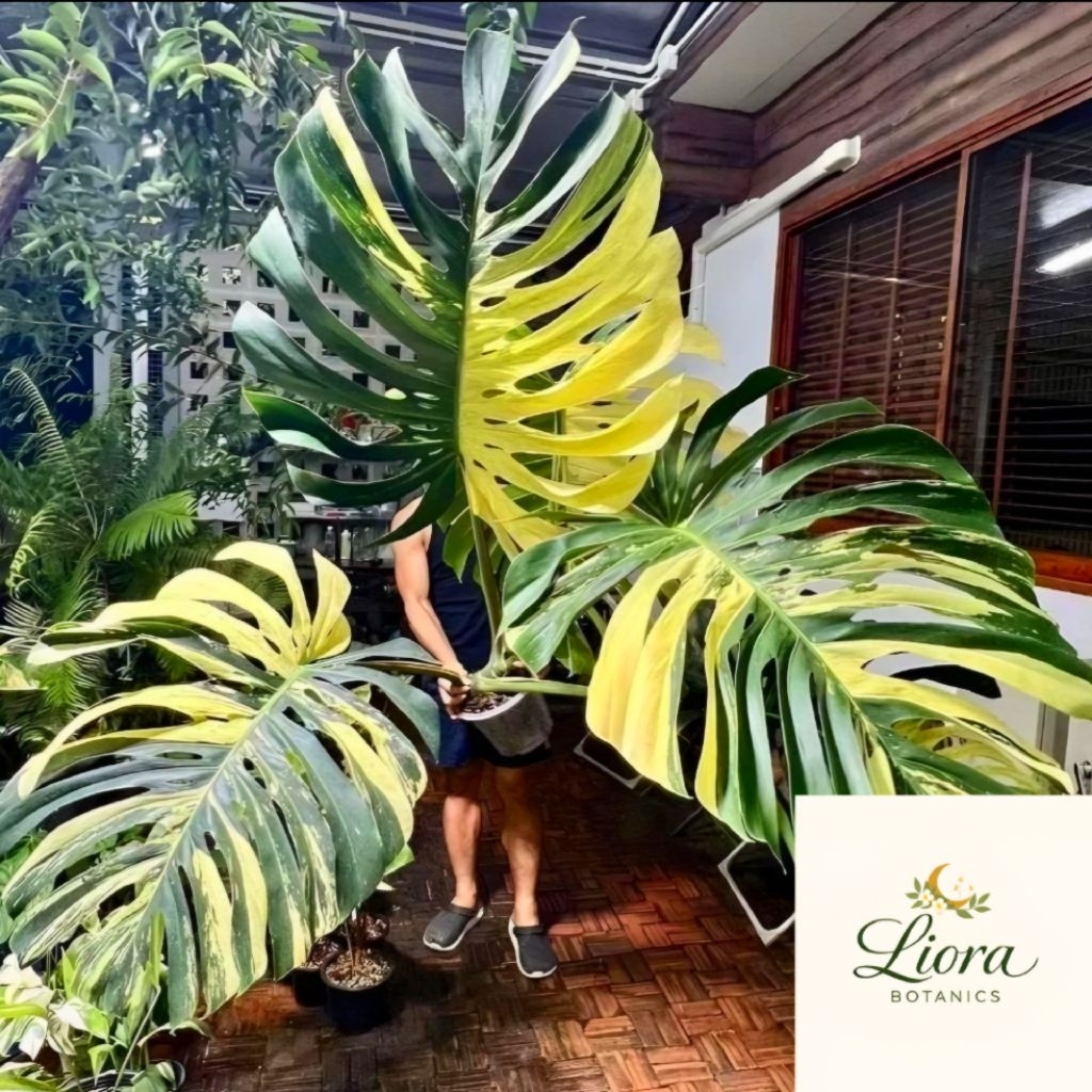 Bibit Bonggol Monstera Mint Variegata | Monstera Mint Langka | Siap Tunas